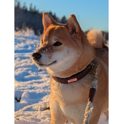 Collar para perro Equestrian Stockholm clean Brillo infinito Collar para perro Equestrian Stockholm clean Brillo infinito