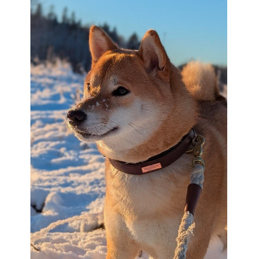 Collar para perro Equestrian Stockholm clean Brillo infinito Collar para perro Equestrian Stockholm clean Brillo infinito