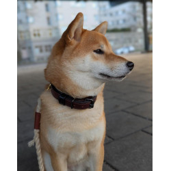 Collar para perro Equestrian Stockholm clean Brillo infinito Collar para perro Equestrian Stockholm clean Brillo infinito