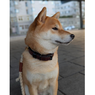 Collar para perro Equestrian Stockholm clean Brillo infinito Collar para perro Equestrian Stockholm clean Brillo infinito