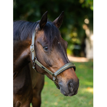 Cabezada de cuero Equestrian Stockholm anatómica brillante Valle impactante