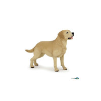 Labrador Papo