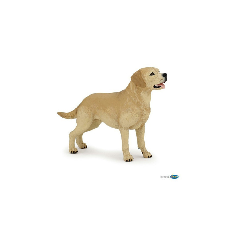 Labrador Papo