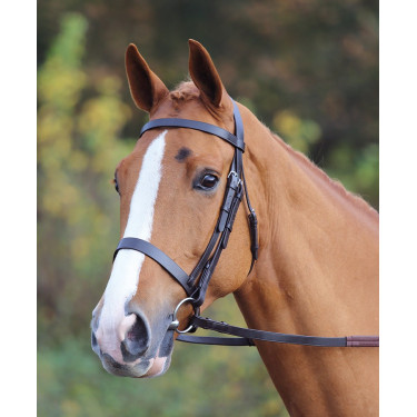 Cabezada Aviemore Shires Negro