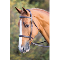 Cabezada Fairford Salisbury Shires Avellana