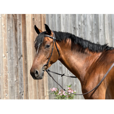 Brida T de T Esencial Confort Havana oscuro Marrón Brida T de T Esencial Confort Havana oscuro Marrón