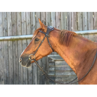 Brida T de T Esencial con puente