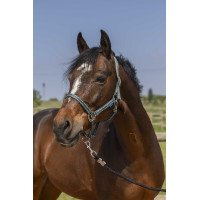 Cabezada Norton Grooming Verde oscuro