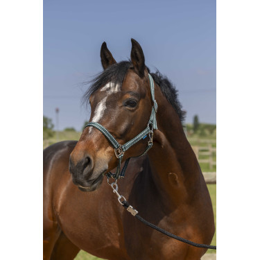 Cabezada Norton Grooming Verde oscuro