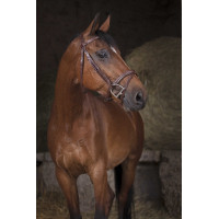 Cabezada Norton Pro Combinée Havana Marrón