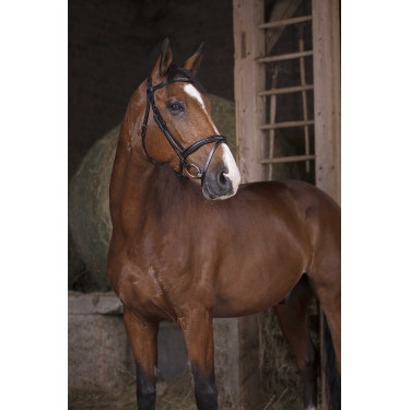 Cabezada Norton Pro Combinée Negro