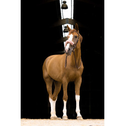 Forro muserola Equi-Theme Teddy Oro rosa Negro