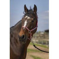 Cabezada Norton Nylon Suave Roja Rojo