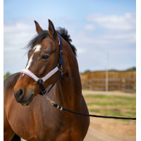 Cabezada de cuadra EQUITHÈME Nylon Check Negro / marrón