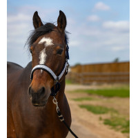 Cabezada de cuadra EQUITHÈME Nylon Check marine, contrastes noirs Azul