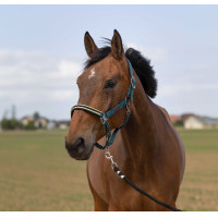 Cabezada de cuadra EQUITHÈME Nylon Chevron Verde oscuro