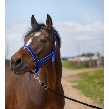 Cabezada Equithème Nylon light Azul real