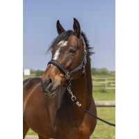 Cabezada de cuadra NORTON 4lines Negro