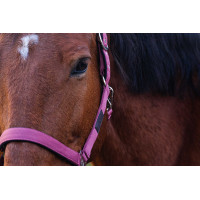 Cabezada de nailon Spring Equithème Rosa