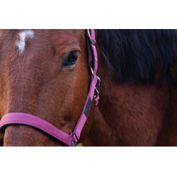 Cabezada de nailon Spring Equithème Rosa