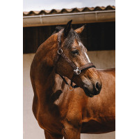 Cabezada de nailon Equithème Jacquard Castaño Marrón