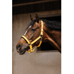 Cabezada de nailon Equithème Jacquard Oro Cabezada de nailon Equithème Jacquard Oro