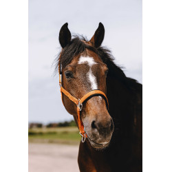Cabezada de nailon Equithème Jacquard Naranja Cabezada de nailon Equithème Jacquard Naranja