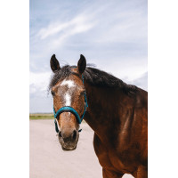 Cabezada de nailon Equithème Jacquard Pato azul