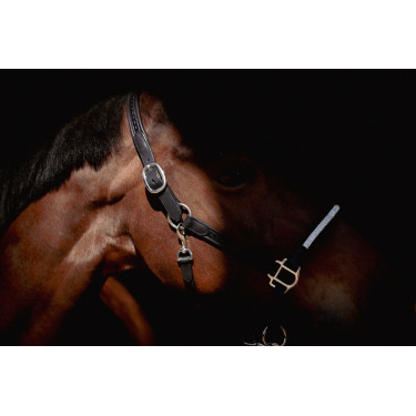 Cabezada Pénélope Harmonie