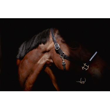 Cabezada Pénélope Harmonie