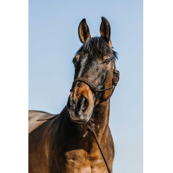 Licol éthologique + longe NORTON - Deco