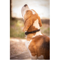 Collar para perro Penelope Billie Rosa / lurex