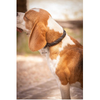 Collar para perro Penelope Billie
