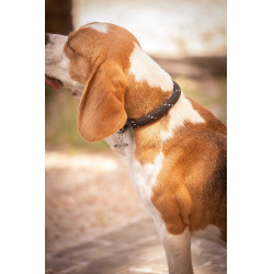 Collar para perro Penelope Billie