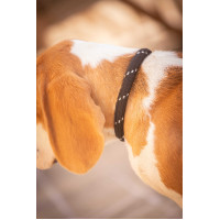 Collar para perro Penelope Billie Negro / lurex