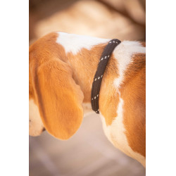 Collar para perro Penelope Billie