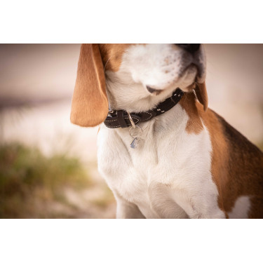 Collar para perro Penelope Billie Collar para perro Penelope Billie