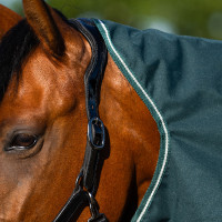Manta de paddock Imperial Riding Basic con cubrecuellos desmontable Summer Marino Azul marino Manta de paddock Imperial Riding Basic con cubrecuellos desmontable Summer Marino Azul marino