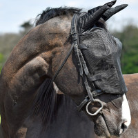 Máscara antimoscas para montar con orejas Equilibrium Negro