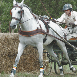 Pechopetral Anatómico Eric Le Tixerant Marrón / newmarket Pechopetral Anatómico Eric Le Tixerant Marrón / newmarket