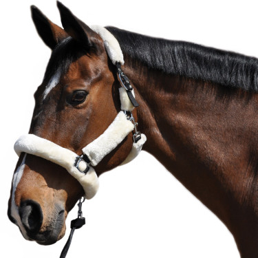 Cabezada de cuadra Flags & Cup trasporte Castaño