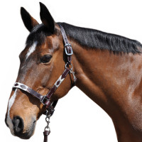 Cabezada de cuadra  Flags & Cup CHUKKA Moca / azúl / rojo Cabezada de cuadra  Flags & Cup CHUKKA Moca / azúl / rojo