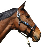 Cabezada de cuadra  Flags & Cup CHUKKA Moca / azúl / rojo Cabezada de cuadra  Flags & Cup CHUKKA Moca / azúl / rojo