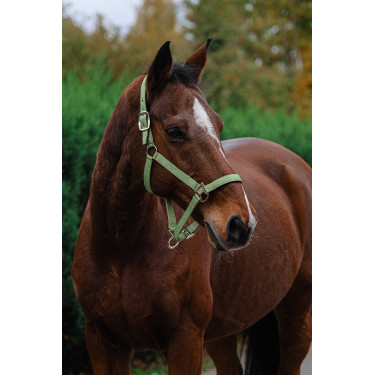 Cabezada de nailon Spring Equithème Verde claro