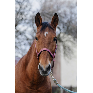 Cabezada de nailon Spring Equithème Rosa