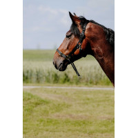 Cabezada Norton Educativa Negro