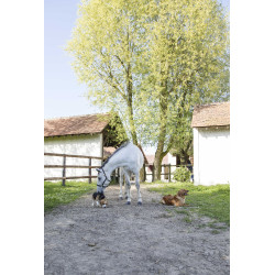 Collar de cuero Diego & Louna para perros Natural Marrón