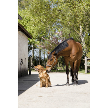 Collar de cuero Diego & Louna para perros Natural Marrón