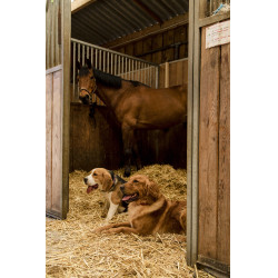 Collar de nailon Diego & Louna para perros Antracita / coral Gris