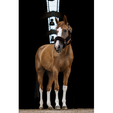 Cabezada Equi-Theme Teddy Negro / marrón